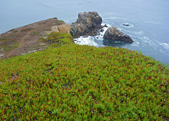 Ice plants on the eastern tip of the Chimney Rock peninsula