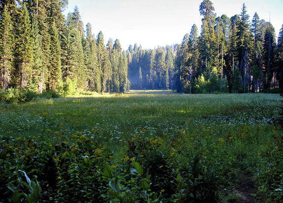 Wildflowers in Crescent Meadow