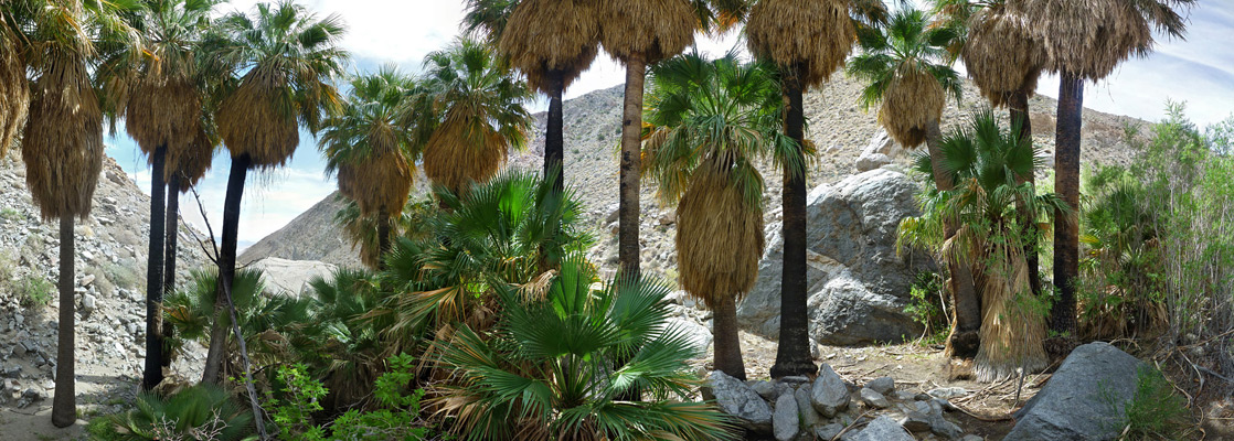 Trees in a palm grove, Hellhole Canyon