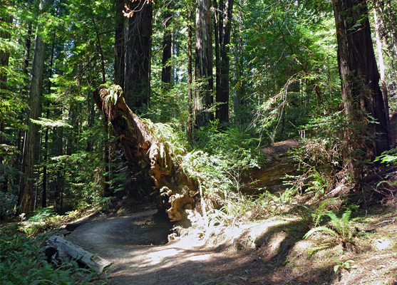 Fallen tree beside the Homestead Trail