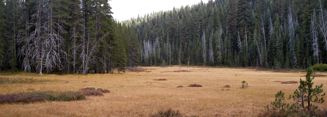 The open grasslands of Mono Meadow