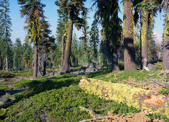 Mossy trees along the Cluster Lakes Loop