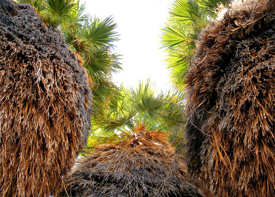 Palm trees, Anza-Borrego Desert