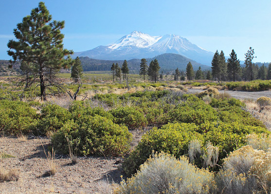 View of Mt Shasta from US 97