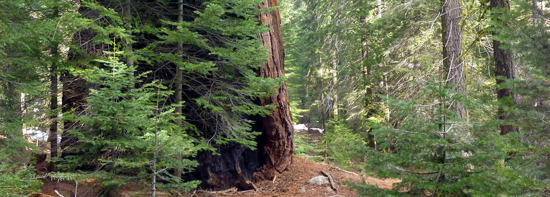 Wheel Meadow Grove, Giant Sequoia NM