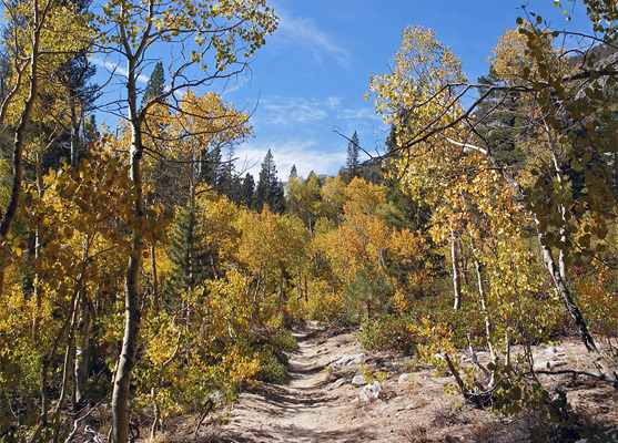 Yellow-leaved aspen, Big Pine Lakes Trail