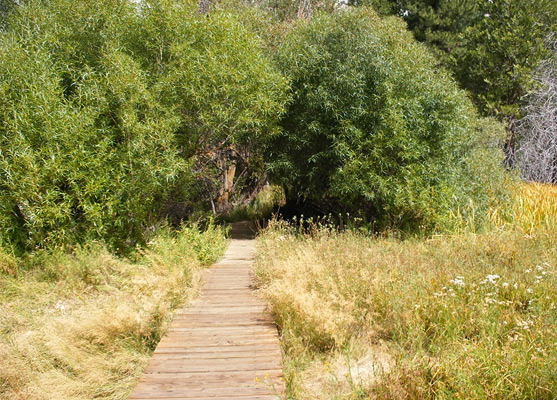 Boardwalk trail across Zumwalt Meadow