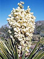 Mojave yucca in flower, Mojave yucca (yucca schidigera) in flower, Plum Canyon; Anza-Borrego Desert State Park, California