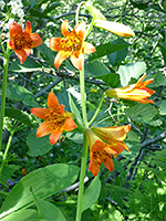 Large orange flowers