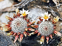 Pinkish-white flowers of strawberry cactus