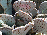 Spineless beavertail prickly pear pads