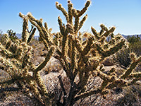 Pale spines of buckhorn cholla