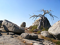 Dead tree and granite boulders