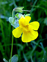 Solitary yellow flower