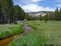 Creekside meadow