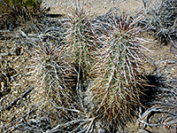 Dense spines of Engelmann's hedgehog cactus