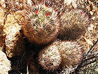 Dark-colored spines