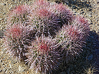 Bright red spines, cottontop cactus