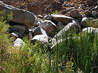 Reeds and boulders