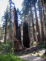 Burnt sequoia stump