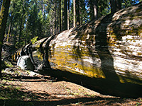 Moss-covered sequoia trunk