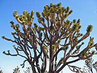 Mature specimen of yucca brevifolia