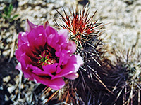 Engelmann's hedgehog cactus flower