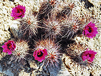 Group of Engelmann's hedgehog cacti