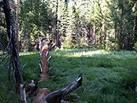Fallen tree across Lion Meadow