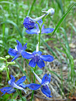 Stem with blue flowers