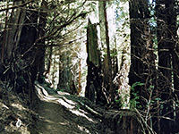Miners Ridge Trail - ancient redwoods