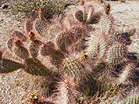 Reddish spines of Mojave prickly pear