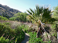 Palm tree by the path