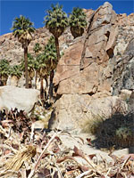 Palms beside a cliff