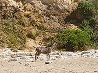 Black-tailed deer on the beach