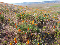 Scattered poppies