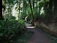 Shady trail at Prairie Creek Redwoods State Park