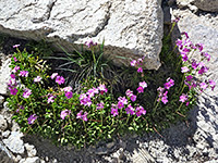 Flowers on granite