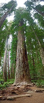 Tall trees in the Stout Grove