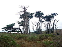 Cypress trees