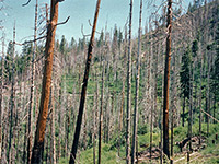 Burnt trees along Glacier Point Road