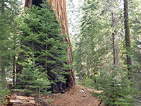 Partially burnt sequoia