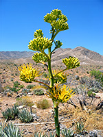 Desert agave, Yellow flowers of the desert agave (agave deserti; century plant), near Box Canyon; Anza-Borrego Desert State Park, California