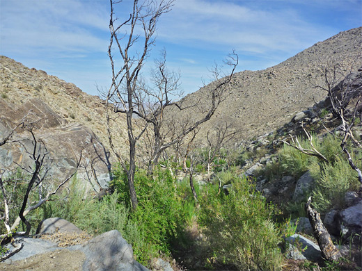 Tubb Canyon, below the spring