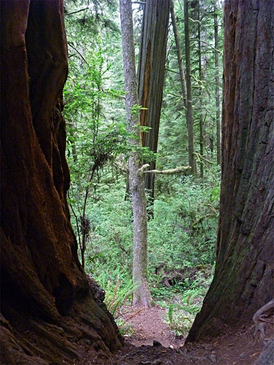 Narrow gap between two redwood trunks