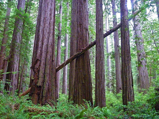 Narrow leaning tree between much larger redwoods