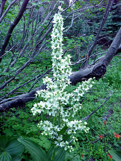 Tall flower stem