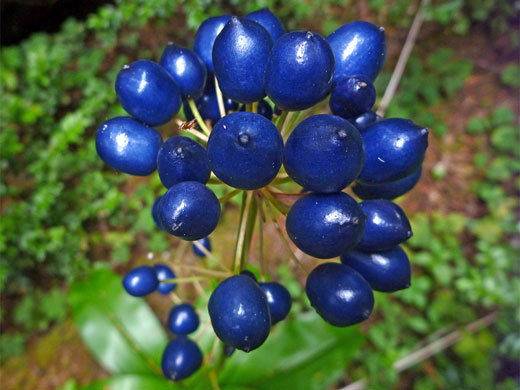 Blue berries of clintonia andrewsiana