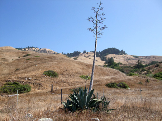 Lost Coast agave