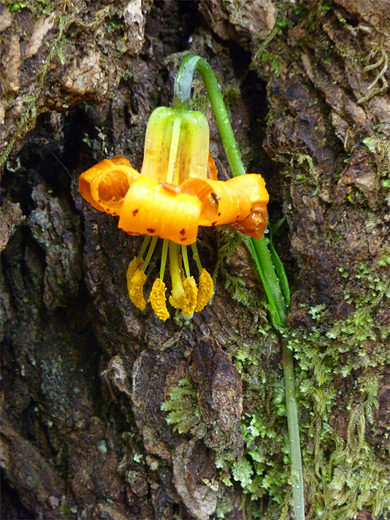 Columbia Lily; Orange-yellow flower of the Columbia lily (lilium columbianum); Prairie Creek Redwoods State Park, California